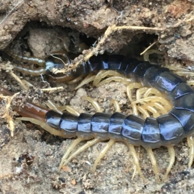 Ethmostigmus rubripes (Giant centipede) at Bruce, ACT - 4 May 2021 by Ned_Johnston