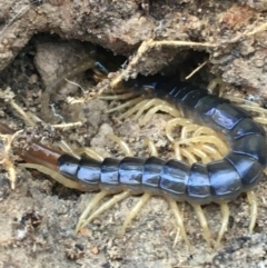 Ethmostigmus rubripes at Bruce, ACT - 4 May 2021