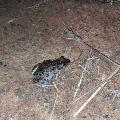 Limnodynastes tasmaniensis (Spotted Grass Frog) at Thurgoona, NSW - 9 May 2021 by ChrisAllen