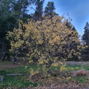 Celtis australis at Isaacs, ACT - 7 May 2021