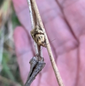 Merophyas (genus) at Murrumbateman, NSW - 9 May 2021 05:14 PM