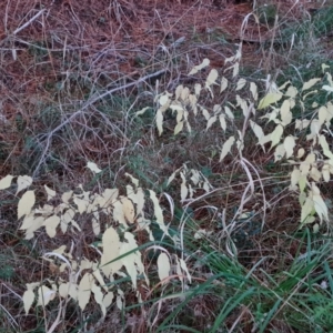 Celtis australis at Isaacs Ridge - 7 May 2021