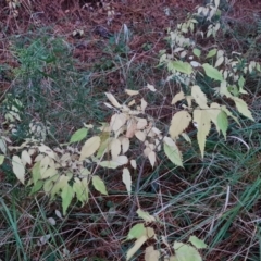 Celtis australis at Isaacs Ridge - 7 May 2021 05:19 PM