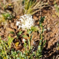 Pimelea linifolia (Slender Rice Flower) at Wambrook, NSW - 27 Apr 2021 by Mike