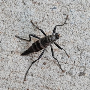 Boreoides subulatus at Isaacs, ACT - 30 Apr 2021