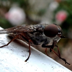 Tabanidae (family) (Unidentified march or horse fly) at Crooked Corner, NSW - 5 Mar 2017 by Milly