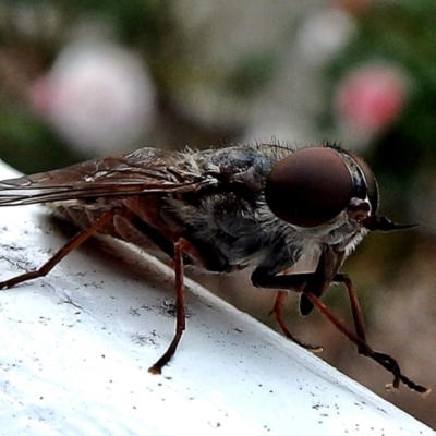 Tabanidae (family) (Unidentified march or horse fly) at Crooked Corner, NSW - 5 Mar 2017 by Milly