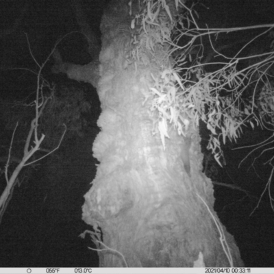 Petaurus norfolcensis (Squirrel Glider) at Table Top, NSW - 9 Apr 2021 by ChrisAllen