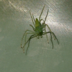 Oxyopes sp. (genus) at Yass River, NSW - 9 May 2021