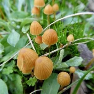 Galerina sp. at Yass River, NSW - 9 May 2021