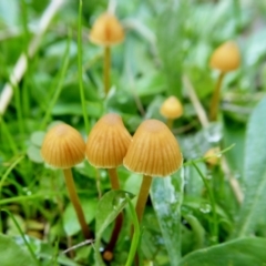 Galerina sp. at Yass River, NSW - 9 May 2021