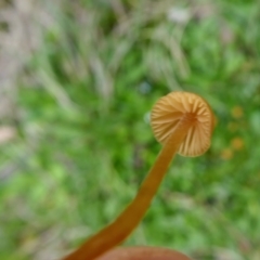 Galerina sp. at Yass River, NSW - 9 May 2021 03:01 PM