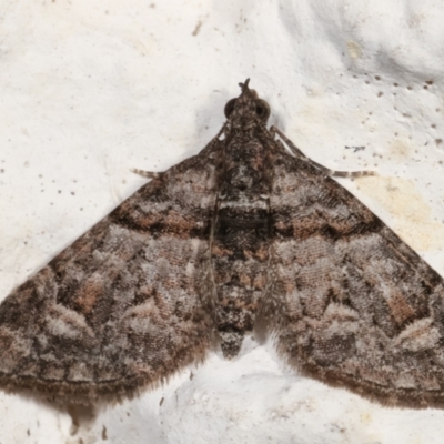 Phrissogonus laticostata (Apple looper moth) at Melba, ACT - 5 May 2021 by kasiaaus