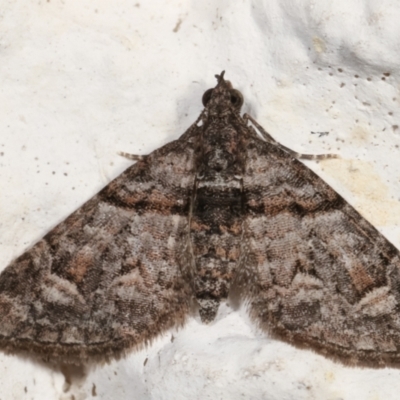 Phrissogonus laticostata (Apple looper moth) at Melba, ACT - 6 May 2021 by kasiaaus