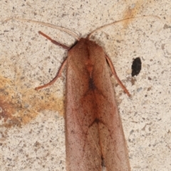 Fisera (genus) at Melba, ACT - 6 May 2021 09:55 PM