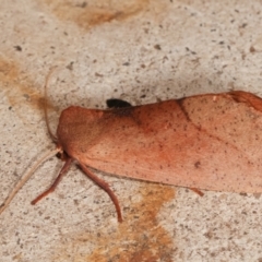 Fisera (genus) at Melba, ACT - 6 May 2021 09:55 PM