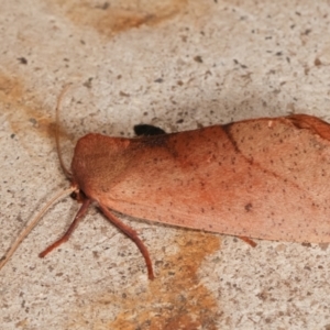 Fisera (genus) at Melba, ACT - 6 May 2021