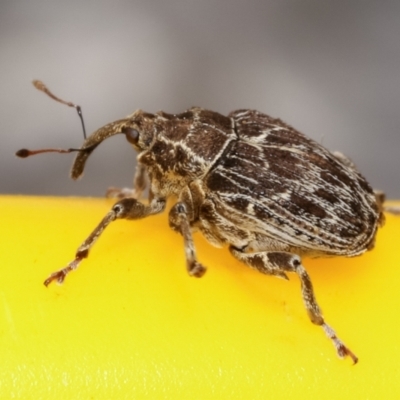 Mogulones geographicus (Paterson's Curse root weevil) at Melba, ACT - 6 May 2021 by kasiaaus