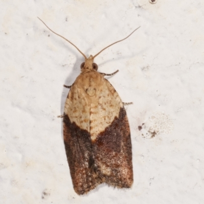 Epiphyas postvittana (Light Brown Apple Moth) at Melba, ACT - 6 May 2021 by kasiaaus