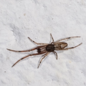 Tetragnathidae (family) at Melba, ACT - 6 May 2021 09:54 PM