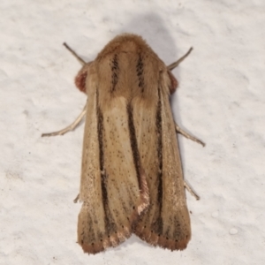 Leucania diatrecta at Melba, ACT - 6 May 2021 09:50 PM