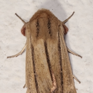 Leucania diatrecta at Melba, ACT - 6 May 2021