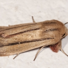 Leucania diatrecta at Melba, ACT - 6 May 2021