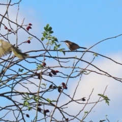 Acanthorhynchus tenuirostris (Eastern Spinebill) at Tuggeranong Creek to Monash Grassland - 9 May 2021 by RodDeb