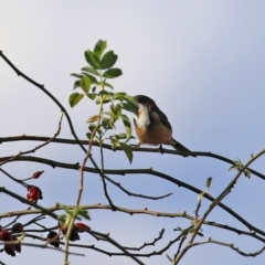 Acanthorhynchus tenuirostris at Monash, ACT - 9 May 2021