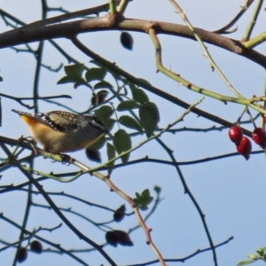 Pardalotus punctatus at Monash, ACT - 9 May 2021