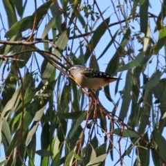 Pardalotus punctatus at Monash, ACT - 9 May 2021