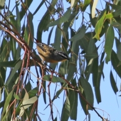 Pardalotus punctatus at Monash, ACT - 9 May 2021