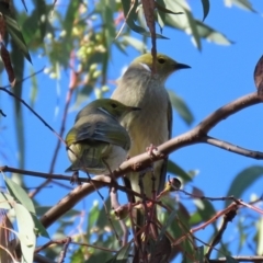 Ptilotula penicillata (White-plumed Honeyeater) at Tuggeranong Creek to Monash Grassland - 9 May 2021 by RodDeb