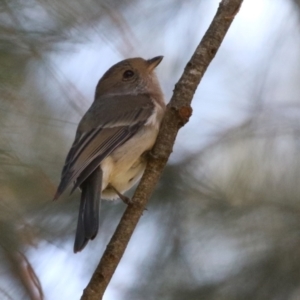 Pachycephala pectoralis at Monash, ACT - 9 May 2021