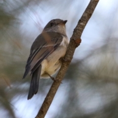 Pachycephala pectoralis at Monash, ACT - 9 May 2021