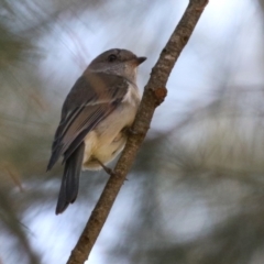 Pachycephala pectoralis at Monash, ACT - 9 May 2021