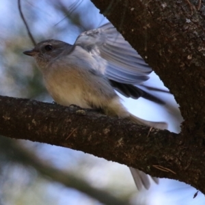 Pachycephala pectoralis at Monash, ACT - 9 May 2021