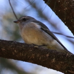 Pachycephala pectoralis at Monash, ACT - 9 May 2021