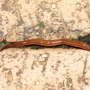 Anzoplana trilineata at Evatt, ACT - 8 May 2021 07:15 PM