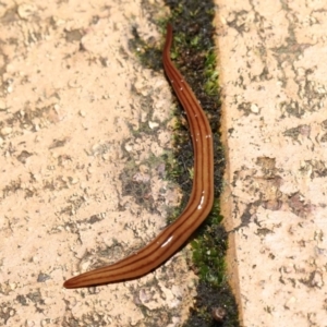 Anzoplana trilineata at Evatt, ACT - 8 May 2021