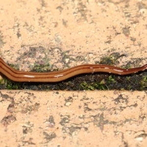 Anzoplana trilineata at Evatt, ACT - 8 May 2021 07:15 PM