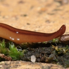 Riccardoella oudemansi (White Slug Mite) at Evatt, ACT - 8 May 2021 by TimL