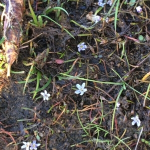 Limosella australis at Downer, ACT - 2 May 2021