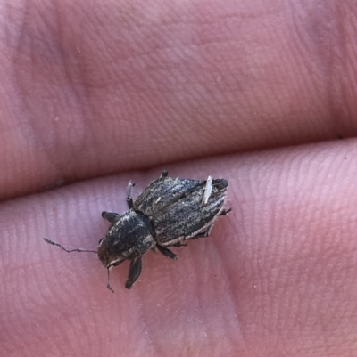 Naupactus leucoloma (White-fringed weevil) at Curtin, ACT - 26 Apr 2021 by Tapirlord