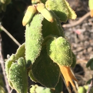 Correa reflexa var. reflexa at Tennent, ACT - 9 May 2021 09:57 AM