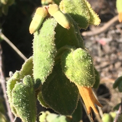 Correa reflexa var. reflexa (Common Correa, Native Fuchsia) at Tennent, ACT - 9 May 2021 by JaneR