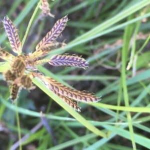 Cyperus sanguinolentus at Tennent, ACT - 9 May 2021