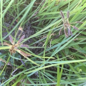 Cyperus sanguinolentus at Tennent, ACT - 9 May 2021