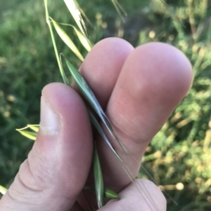 Avena sp. at Garran, ACT - 1 May 2021