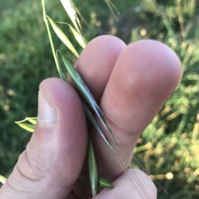 Avena sp. (Wild Oats) at Garran, ACT - 1 May 2021 by Tapirlord